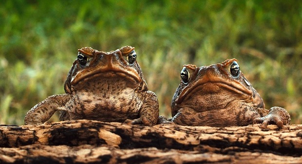 Two-cane-Toads